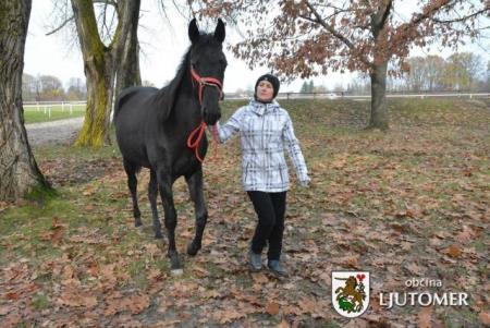 razstava konj 2
